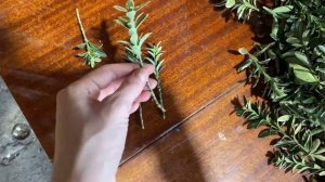 Размножение бересклета. Процесс черенкования.