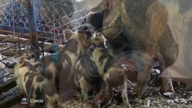 Самоа. Интересные факты