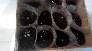 Георгина однолетняя, низкорослая. Сеем на рассаду. Темно лиловая.