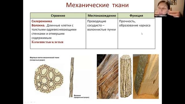 ЕГЭ по биологии. Занятие 9. Царство Растения. Общая характеристика тканей и вегетативных органов смотреть онлайн