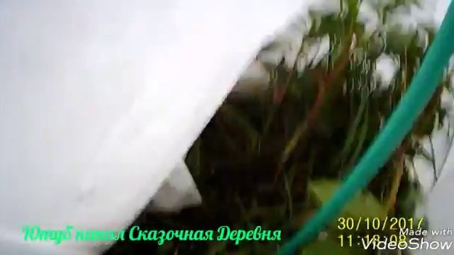 Девчулям. Розы и рододендроны на зимовку. смотреть онлайн