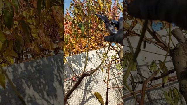 осенняя подрезка персика. смотреть онлайн