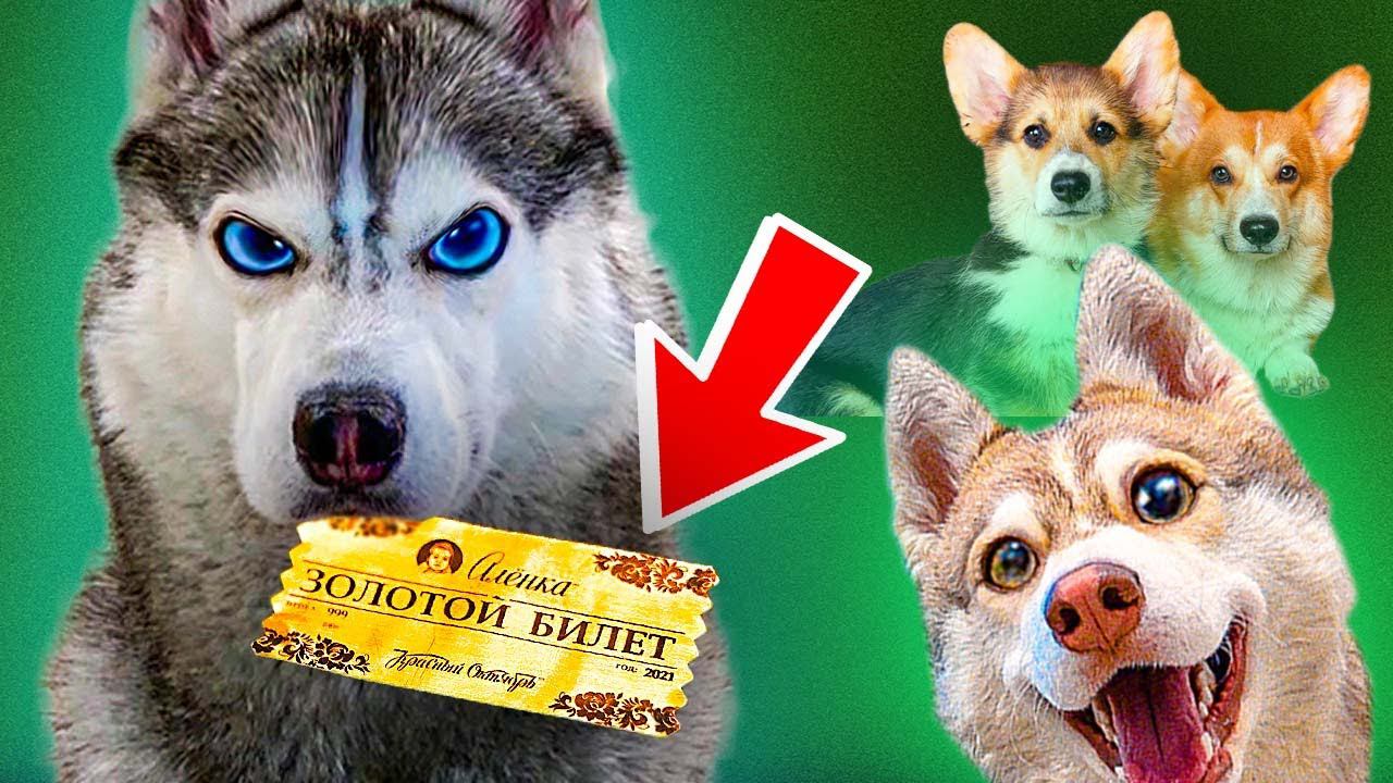 Я НАШЕЛ ЗОЛОТОЙ БИЛЕТ в ШОКОЛАДКЕ АЛЁНКА!!! (Хаски Бандит) Говорящая собака смотреть онлайн