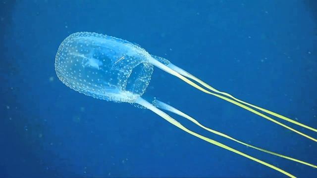 САМОЕ ЯДОВИТОЕ ЖИВОТНОЕ НА ЗЕМЛЕ смотреть онлайн