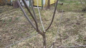 Погиб ствол саженца- что делать? Формировка саженца сливы.