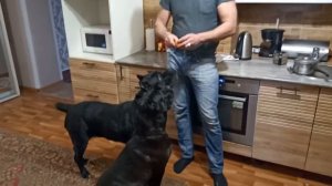 Кормим Кане-Корсо