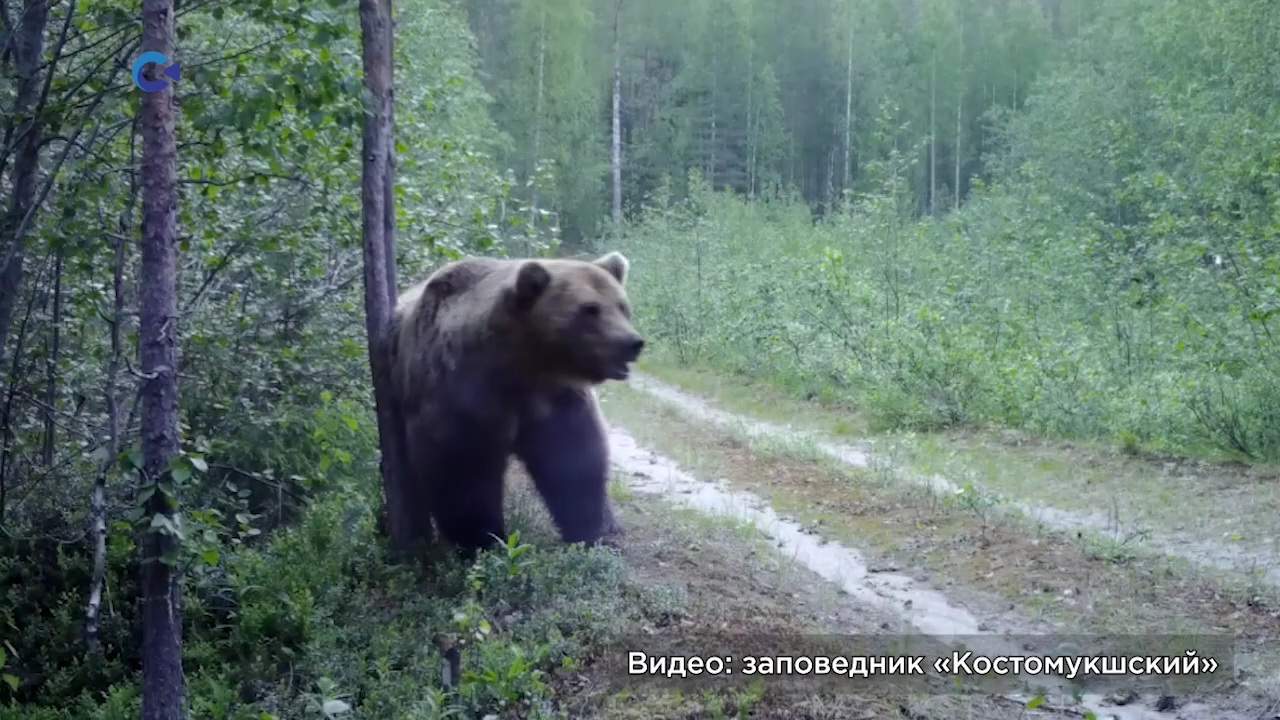 Бурый медведь смотреть онлайн