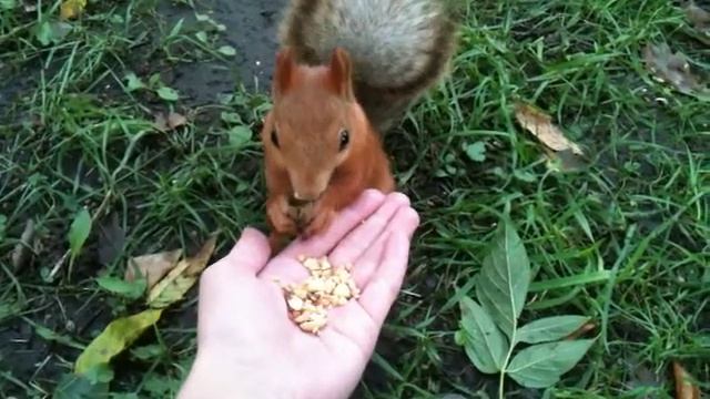 Хотите погладить белочку? :-) смотреть онлайн