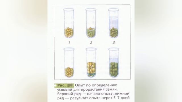 Краткий пересказ §6 Условия прорастания семян. Биология 6 класс Пономарева смотреть онлайн