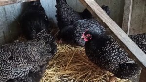 15 января 2021 р. куры барневельдеры