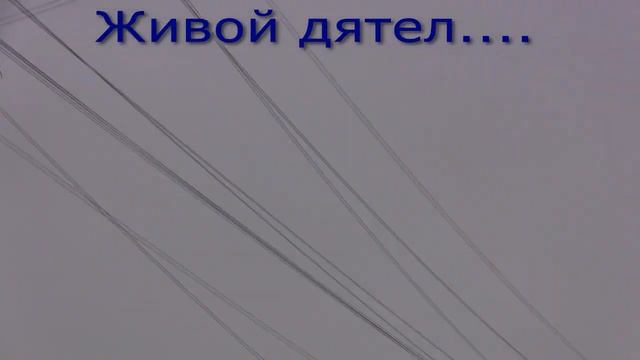 Керчь.Старый Карантин.Железный аист-живой дятел. смотреть онлайн
