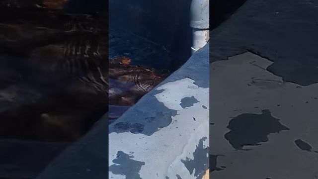 Turtle sanctuary - save the turtles ?? смотреть онлайн