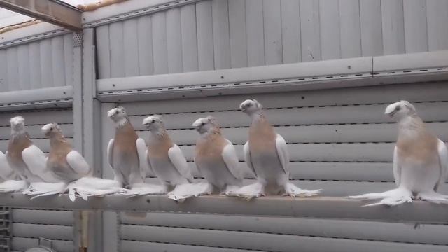 ПОЯСНЫЕ ДВУХЧУБЫЕ ГОЛУБИ / PIGEONS / TAUBE #Gulsarino