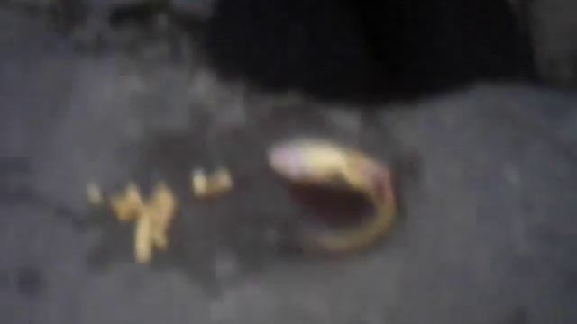 Как приготовить рыбу на рыбалке смотреть онлайн