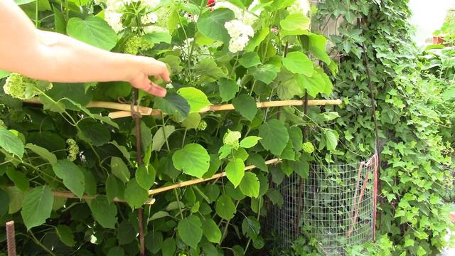 Гортензия древовидная белая. Подпорка для куста, мой вариант. смотреть онлайн
