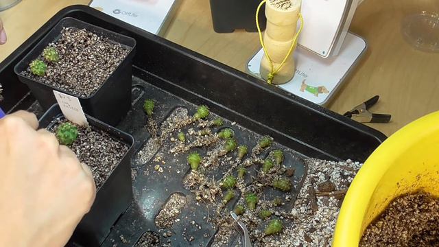 Re-pot Copiapoa Cactus Seedlings With Me! | Get To Know Me & Cookie's Origin Story