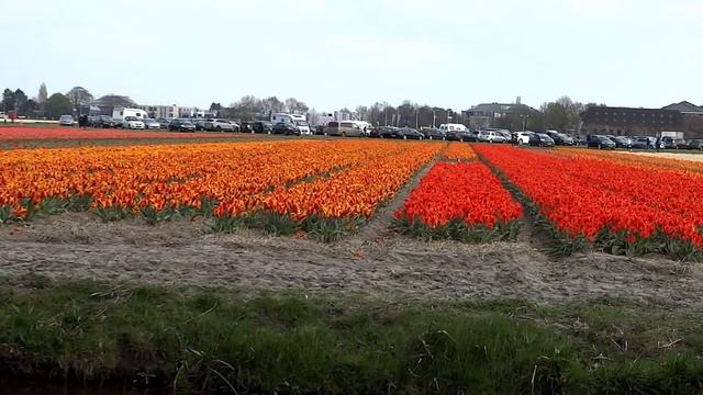 Кёкенхоф-Голландия не заканчивается, он навсегда..... смотреть онлайн