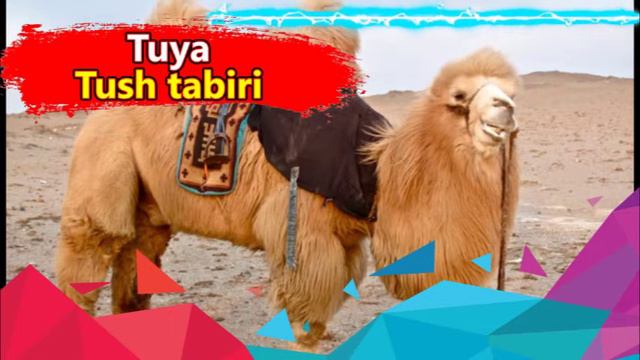 Tuya nega tush ko'rmoqda. Tushda tuya. ТУЯ ТУШДА КУРСА . tushda tuya korsa смотреть онлайн