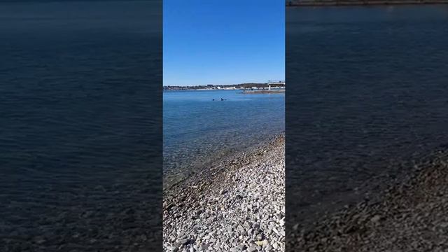 и сново море🌊ежик-топотун и "морской"котик🐈 смотреть онлайн