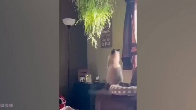 Funny Animal Videos 2023 ? - Funniest Cats And Dogs Video ??