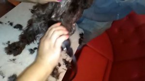 КАК ПОДСТРИЧЬ СОБАКУ ДОМА МАШИНКОЙ.