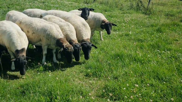 Отбор переярок Черноголового Дорпера в Швеции #дорпер #dorper #dorpersheep #овцы 29.07.2023 смотреть онлайн