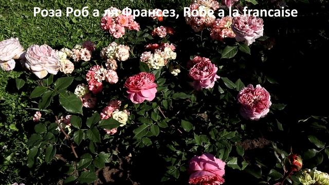 Цветение японских роз, новинки! Японские розы- уникальны, совершенство селекционного искусства! смотреть онлайн
