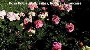 Цветение японских роз, новинки! Японские розы- уникальны, совершенство селекционного искусства!