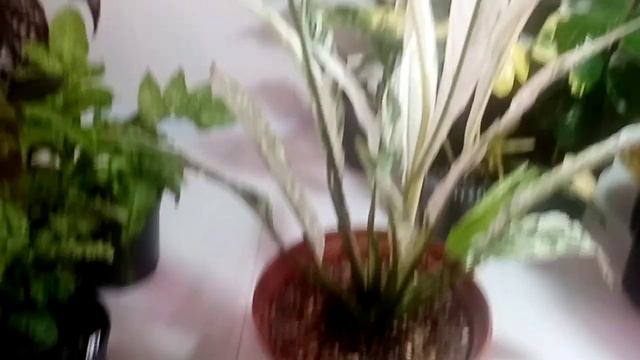 Цветочное ассорти смотреть онлайн