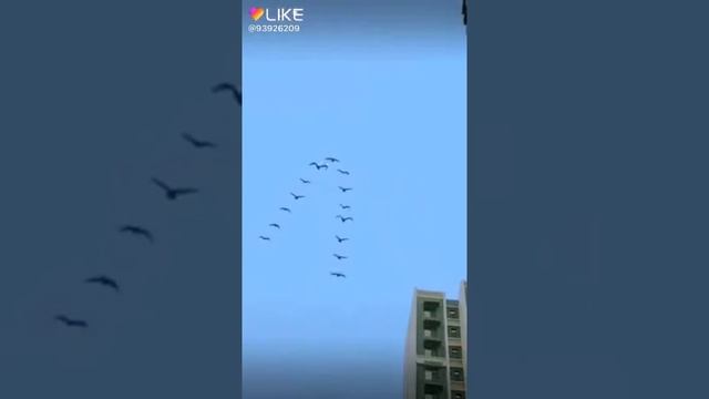 Летающие птицы красивые смотреть онлайн