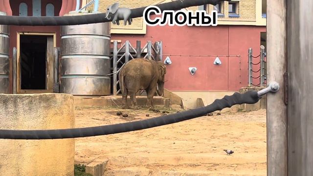 Пришли в зоопарк!Приятного просмотра!💗 смотреть онлайн