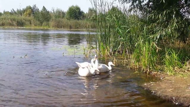 Липецк.Желтые Пески. смотреть онлайн