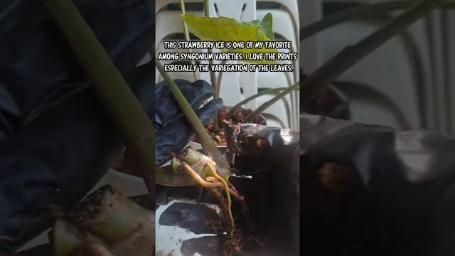 How To Propagate Syngonium Strawberry Ice Quick & Easy!/Syngonium Care Tips #Syngonium #planttips смотреть онлайн