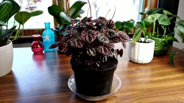 Peperomia Caperata Schumi Red!