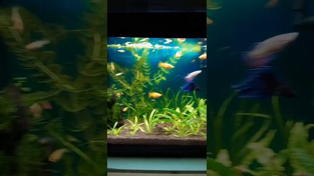 Мальки растут в новом аквариуме ? #мальки #разведениерыбок #рыбки #аквариумистика #мойаквариум смотреть онлайн