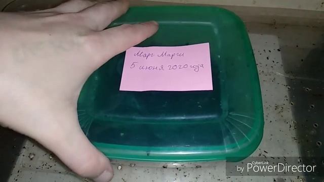 Кладка Архахатина Маргинаты Маргинаты.