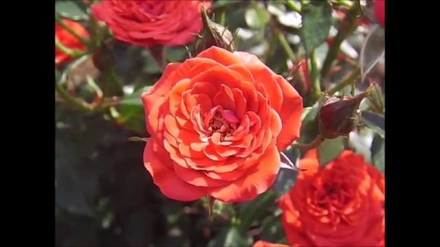 薔薇「オレンジ・ジュエル」×ROSE「Orange Juwel」