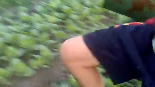 Полив табака и махорки смотреть онлайн