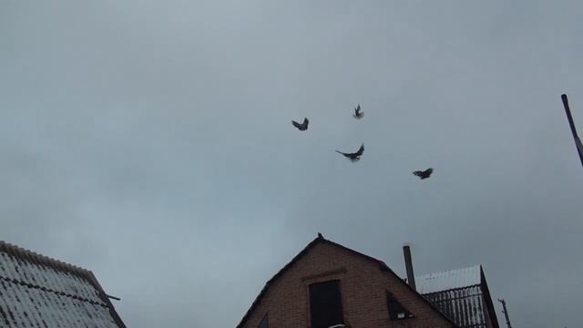 20 ноября на Полегоне слет это не полет смотреть онлайн