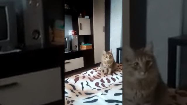 Учим котенка приносить предметы. Кошка приносит резинку для волос! Шок! смотреть онлайн