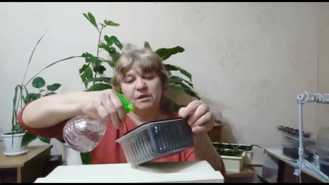 каким методом я выращиваю рассаду томатов в этом году смотреть онлайн