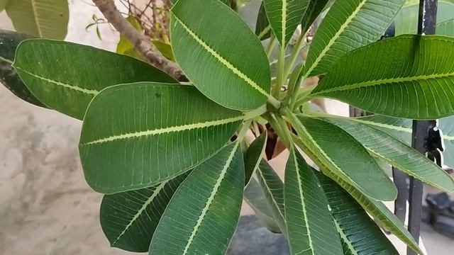 How To Grow Champa From Cutting/propagating Plumeria Plant | How To Grow Plumeria Plant From Cuttin