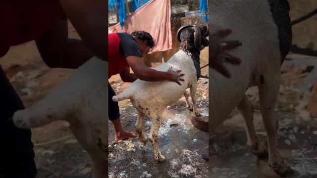 #1millionviews Beautiful 😍 Colour White and Black Karnatak sheep #short #karnataka #reels #8k #vira смотреть онлайн