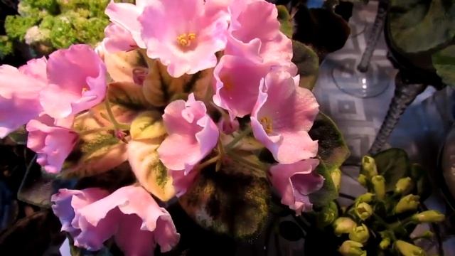 выставка фиалок 14 16 мая 2021 на Театральной 1ч смотреть онлайн