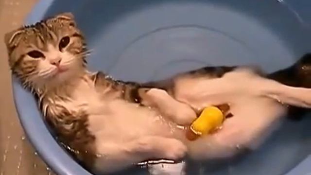 Кот кайфует смотреть онлайн
