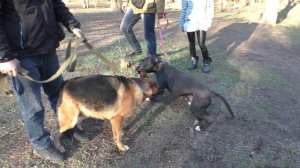 АЛАБАЙ и КАВКАЗСКАЯ ОВЧАРКА Огромная смесь, Немецкая овчарка не испугалась.