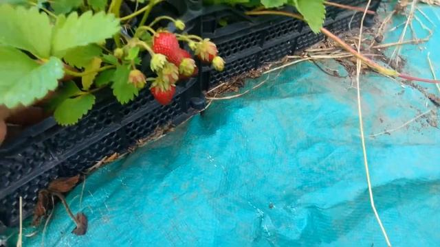 Как выглядит рассада прошлого года. смотреть онлайн