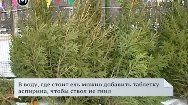 Как выбрать живую елку смотреть онлайн