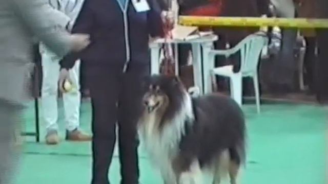ВЫСТАВКИ КОЛЛИ, Москва смотреть онлайн