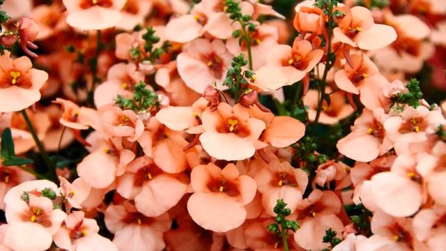 СУПЕР ЦВЕТОК С МЕГА ОБИЛЬНЫМ ЦВЕТЕНИЕМ ВЕСЬ СЕЗОН